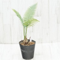 �Ը�ʪ�եǥ������󡡥��ԥ̥����ࡡ������5.5cm��No.759��6��