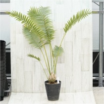 �Ը�ʪ�եǥ������󡡥��ԥ̥����ࡡ������8cm��No.760��6��