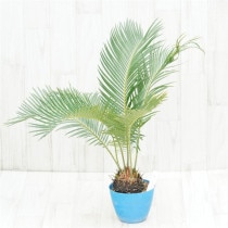 �Ը�ʪ�ե�����������ܥ륿��������8cm��No.761��5��