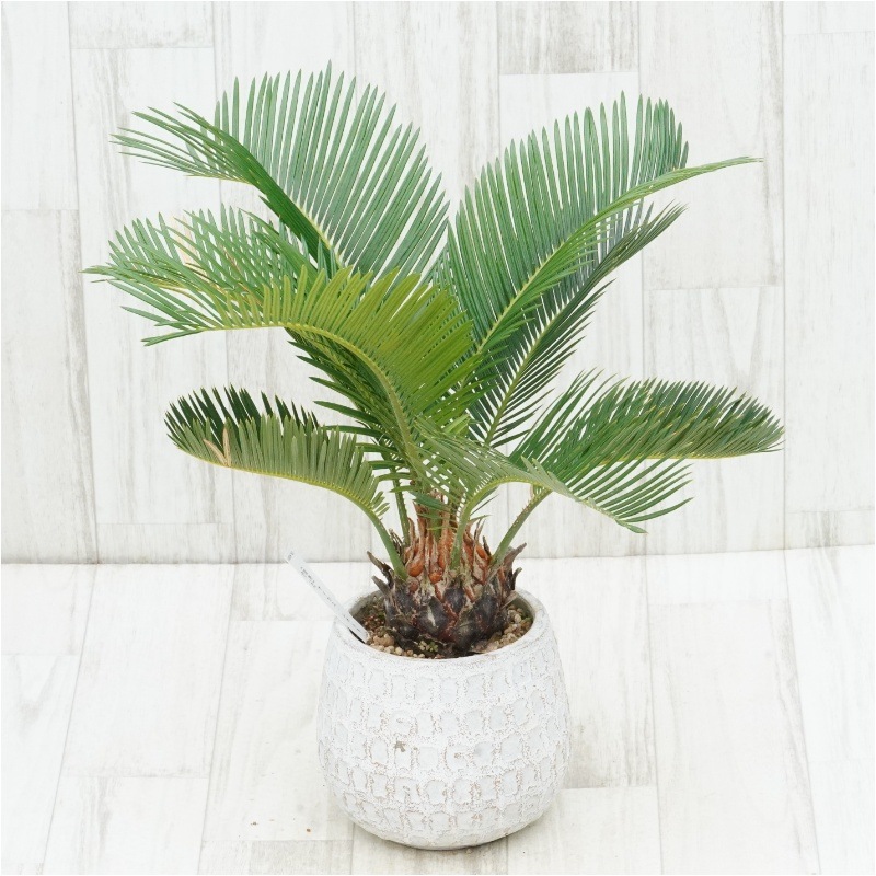 �Ը�ʪ�ե�����������ܥ륿��������7cm��No.762��5��