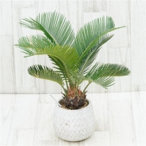 �Ը�ʪ�ե�����������ܥ륿��������7cm��No.762��5��