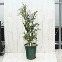 �Ը�ʪ�եޥ������ߥ�������˥���No.763��6��