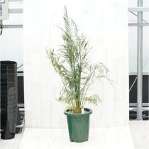 �Ը�ʪ�եޥ������ߥ�������˥���No.764��6��