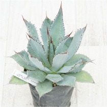 �Ը�ʪ�ե����١���������ϥ�ʡ��ۥ磻�ȥ֥롼�ա���������No.765��4��