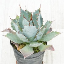 �Ը�ʪ�ե����١���������ϥ�ʡ���������������No.766��4��