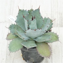 �Ը�ʪ�ե����١���������ϥ�ʡ��۱ꡡ��åɥ��ѥ��������ա���������No.767��4��