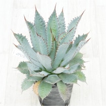 �Ը�ʪ�ե����١���������ϥ�ʡ���åɥ��ѥ��󡡼�������No.768��4��