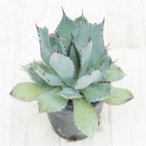 �Ը�ʪ�ե����١���������ϥ�ʡ���åɥ��ѥ��󡡼�������No.769��4��