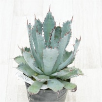 �Ը�ʪ�ե����١���������ϥ�ʡ��۱ꡡ��åɥ��ѥ��󡡥ۥ磻�ȥ֥롼�ա���������No.770��4��