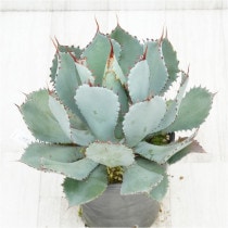 �Ը�ʪ�ե����١���������ϥ�ʡ��۱ꡡ����ե륹�ѥ��󡡥�ꥯ�������No.778��5��