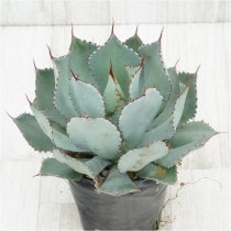 �Ը�ʪ�ե����١���������ϥ�ʡ��۱ꡡ����ե륹�ѥ��󡡥�ꥯ�������No.779��5��