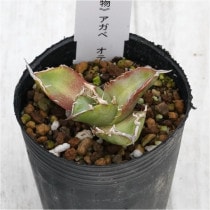 �Ը�ʪ�ե����١����ƥ�����������No.784��2��