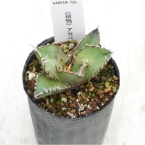 �Ը�ʪ�ե����١����ƥ�����������No.786��2��