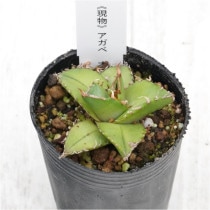 �Ը�ʪ�ե����١����ƥ������饤�ȥ��꡼���ա�No.787��2��