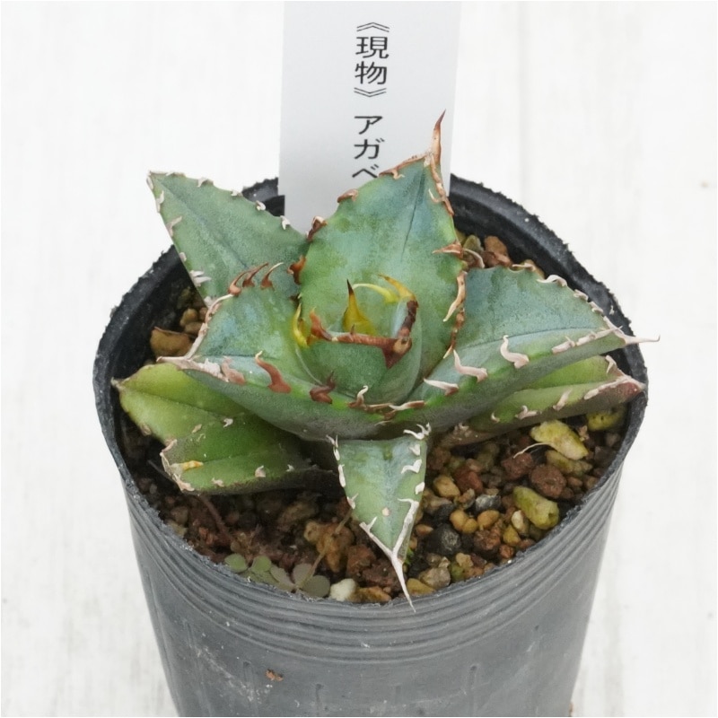 �Ը�ʪ�ե����١����ƥ���������ե륹�ѥ���No.791��2��