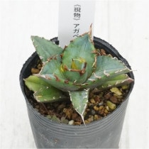 �Ը�ʪ�ե����١����ƥ���������ե륹�ѥ���No.791��2��