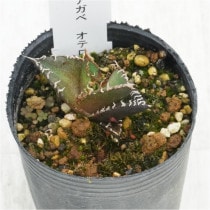 �Ը�ʪ�ե����١����ƥ������۱ꡡ������No.794��2��