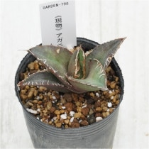 �Ը�ʪ�ե����١����ƥ������۱ꡡ������No.798��2��