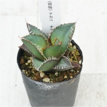 �Ը�ʪ�ե����١����ƥ���������ե륹�ѥ���No.799��2��