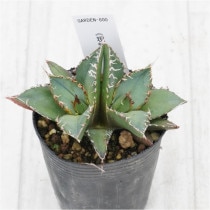 �Ը�ʪ�ե����١����ƥ������ĥ���إåɡ�˽����No.800��2��