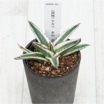 �Ը�ʪ�ե����١�ɹ����No.803��2.5��