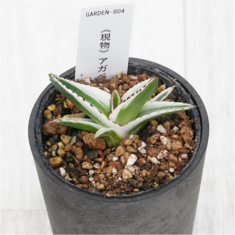 �Ը�ʪ�ե����١�ɹ����No.804��2.5��