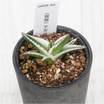 �Ը�ʪ�ե����١�ɹ����No.804��2.5��