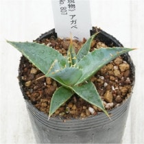 �Ը�ʪ�ե����١����ܥꥹ�ԥʡ��إ��ե����ɡ�No.807��2��