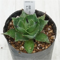 �Ը�ʪ�ե����١�������ˡ���No.822��3��