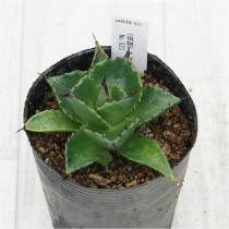 �Ը�ʪ�ե����١�������ˡ���No.823��3��