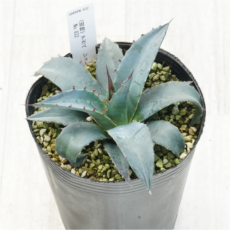 �Ը�ʪ�ե����١����硼�����ࡡNo.832��4��