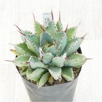 �Ը�ʪ�ե����١����塼�ӥå���No.835��4��
