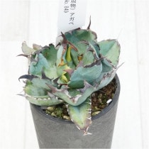 �Ը�ʪ�ե����١������Υ����֥�å����֥롼����������No.849��2.5��