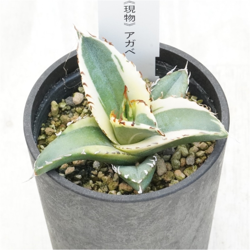 �Ը�ʪ�ե����١������Υ���ͼ�ǡ�ʤ�ء�No.858��2.5��