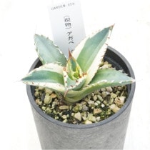 �Ը�ʪ�ե����١������Υ���ͼ�ǡ�ʤ�ء�No.859��2.5��