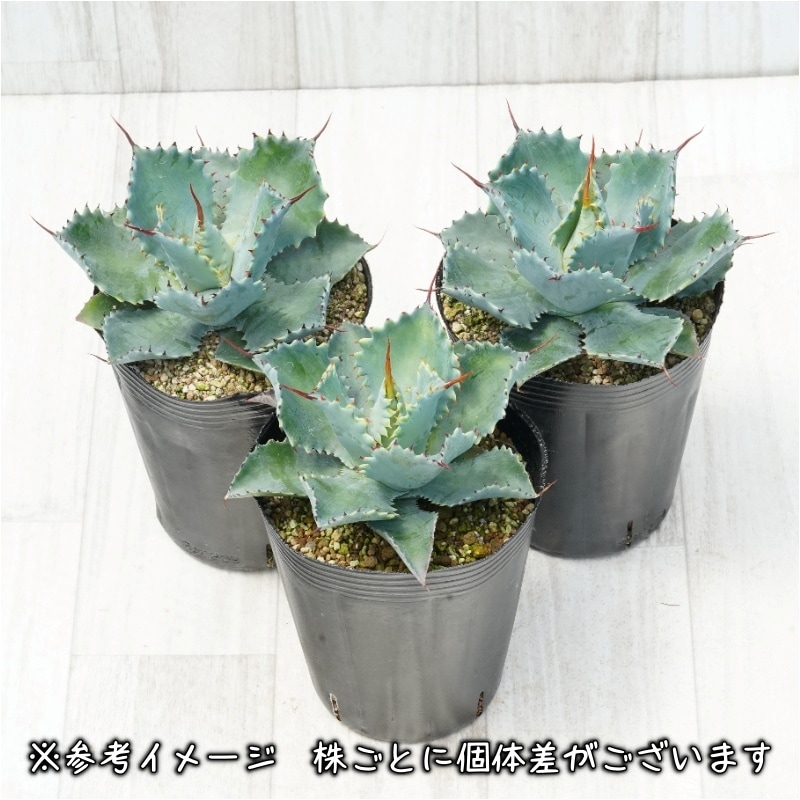 アガベ ポタトラム「スポーン」 4号ロングポット | | アガベ