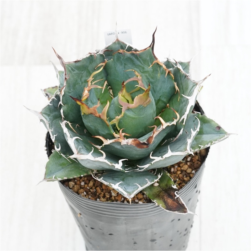 アガベ　チタノタ　白鯨 Amazon｜アガベ チタノタ 白鯨 (ハクゲイ)/ Agave titanota 'White