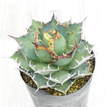 �Ը�ʪ�ե����١������Υ�������������No.916��4��