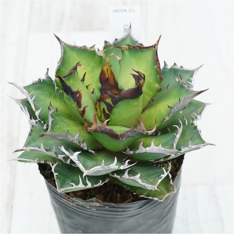�Ը�ʪ�ե����١������Υ�����ǭ����åɥ���åȥ��������롡No.933��3��