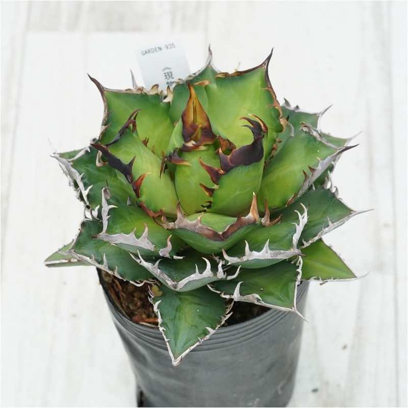 �Ը�ʪ�ե����١������Υ�����ǭ����åɥ���åȥ��������롡No.935��3��