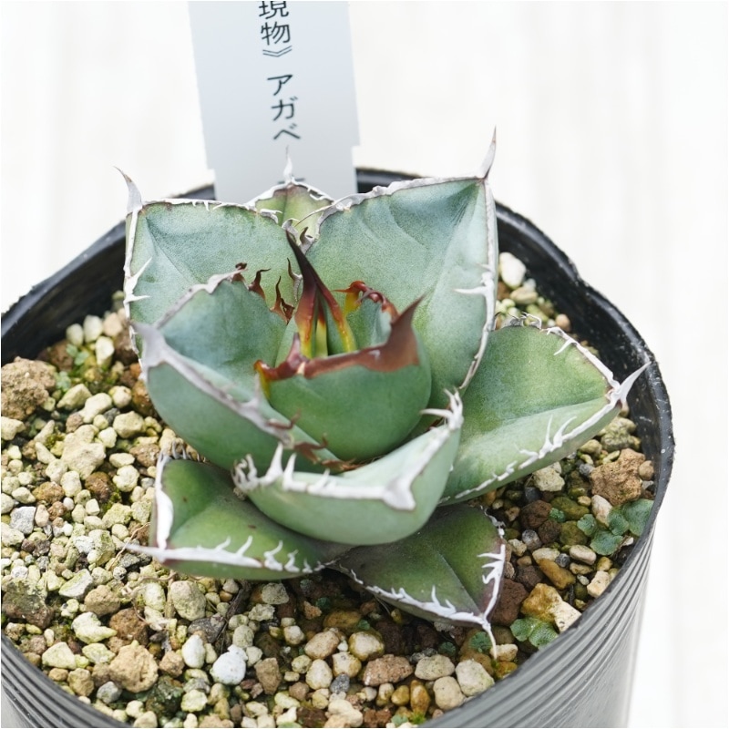 超コンパクト‼️オアハカ・オテロイ現地株 アガベ オアハカ Agave オテロイ 特大 現地株 コレクション株