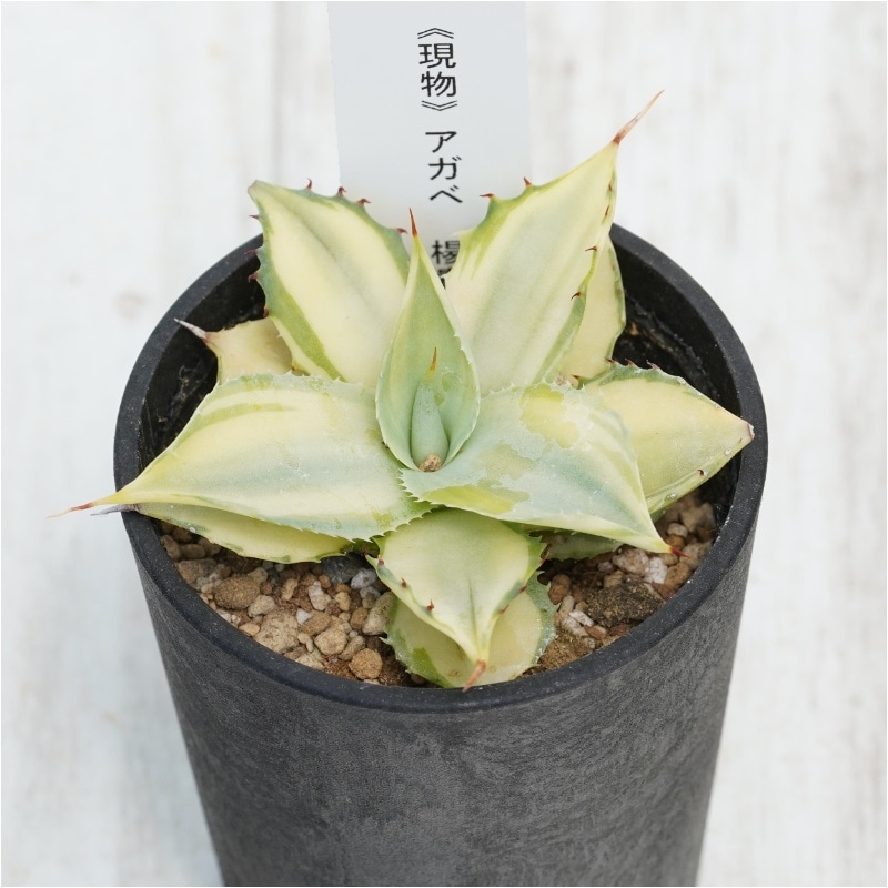 現物》アガベ ポタトラム 楊貴妃 特選株 No.1021 2.5号鉢 | | 現物販売