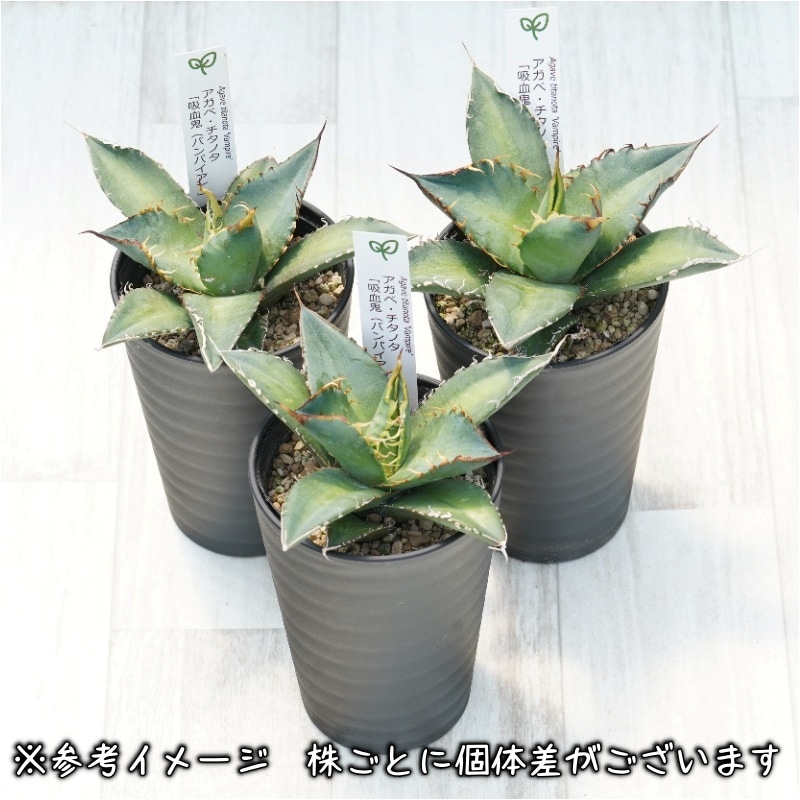 アガベ・チタノタ「吸血鬼（バンパイア）」3.5号鉢 | | チタノタ銘品