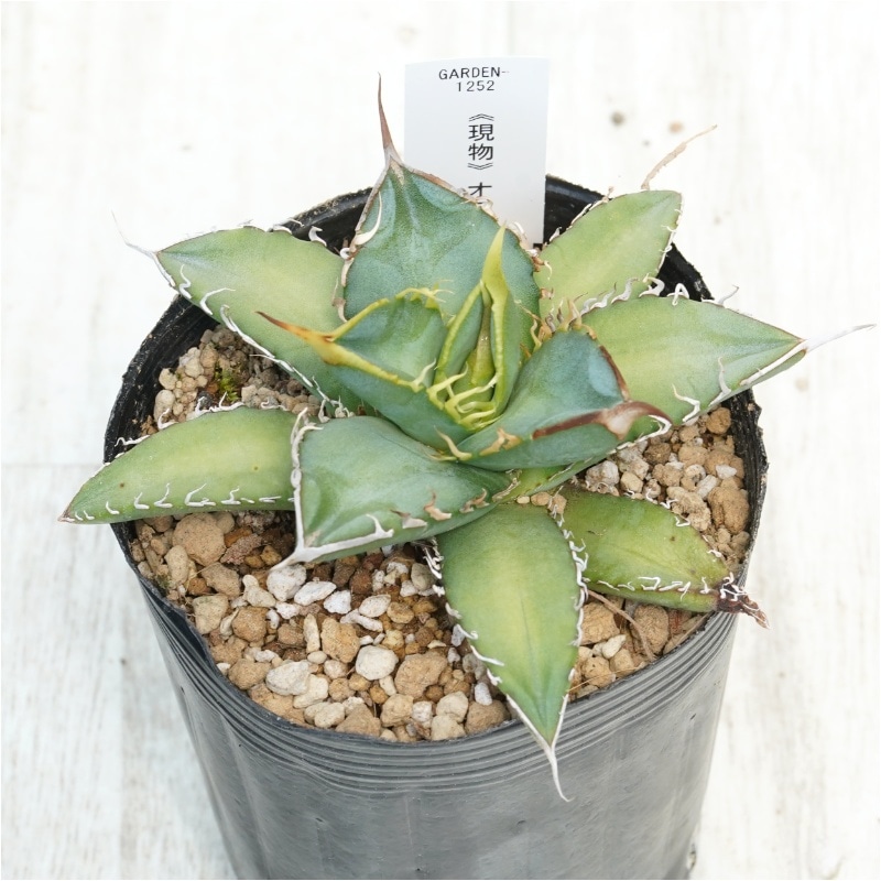 現物》アガベ オテロイ 特選株 No.1252 3号 | | 現物販売