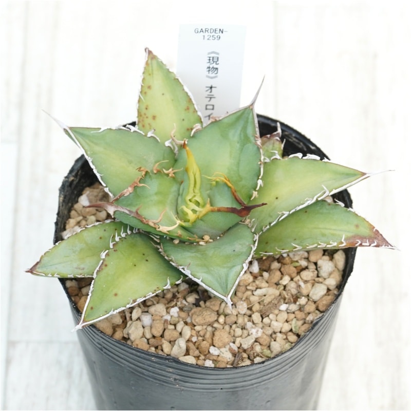 【現品】オテロイ実生 特選株 現物》アガベ オテロイ 特選株 No.1259 3号 | | 現物販売