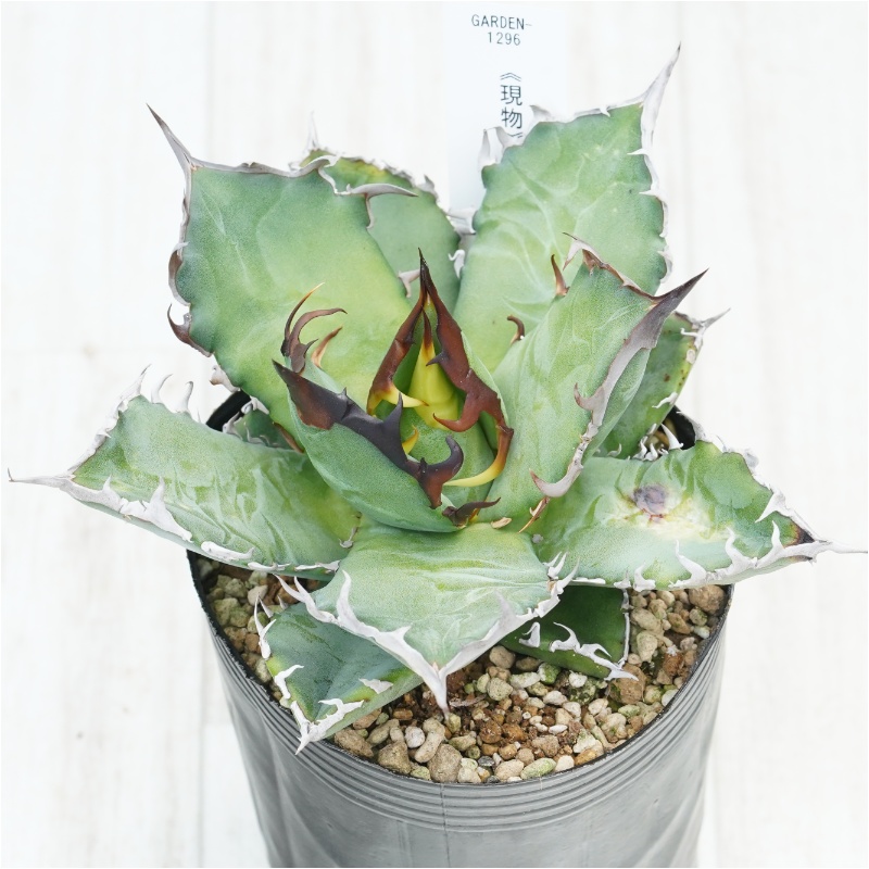アガベ オテロイ 超特大 W約50cm〜 スペシャル株 植物図鑑】アガベ・オテロイ（Agave oteroi）とは？青灰色の葉が魅力的