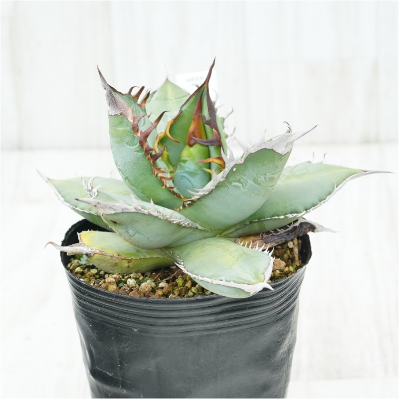 アガベ　オテロイ　約40株　まとめ　お得　セット 植物図鑑】アガベ・オテロイ（Agave oteroi）とは？青灰色の葉が魅力的