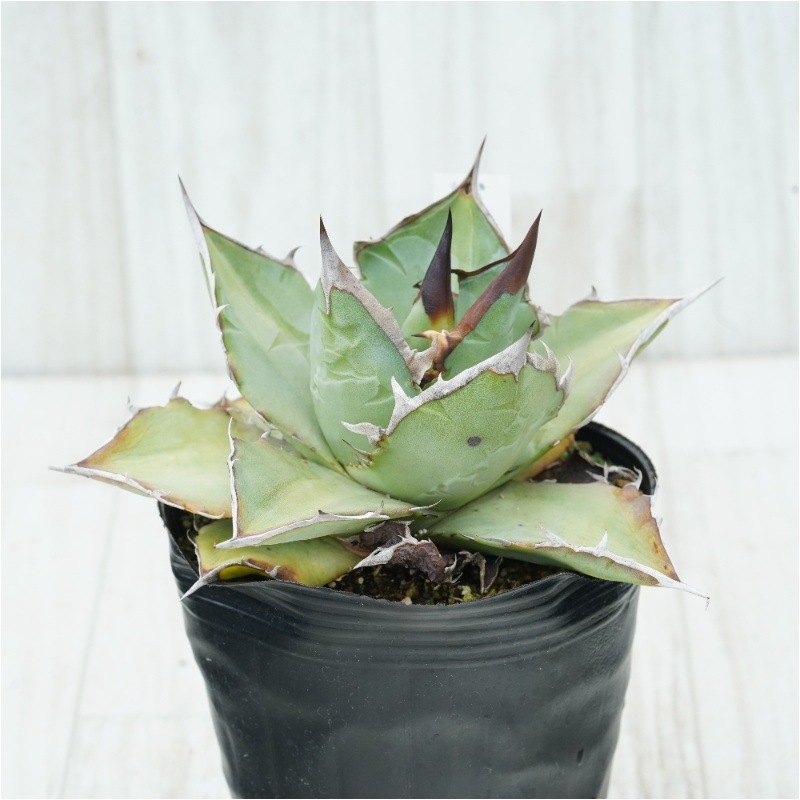 アガベ　オテロイ　約40株　まとめ　お得　セット 植物図鑑】アガベ・オテロイ（Agave oteroi）とは？青灰色の葉が魅力的