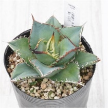 �Ը�ʪ�ե����١����ƥ�������������No.1325��3��