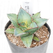 �Ը�ʪ�ե����١����ƥ������۱ꡡ��������No.1327��3��